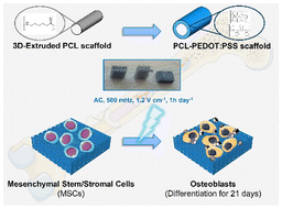 Graphical abstract: Synergy between 3D-extruded electroconductive scaffolds and electrical stimulation to improve bone tissue engineering strategies