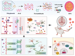 Graphical abstract: Polyphenolic oligomer-derived multienzyme activity for the treatment of ischemic Stroke through ROS scavenging and blood–brain barrier restoration