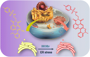 Graphical abstract: A ratiometric fluorescent probe for imaging the fluctuation of HOBr during endoplasmic reticulum stress