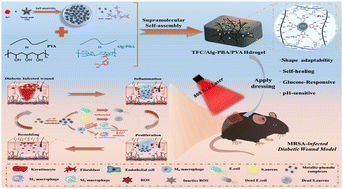 Graphical abstract: The synergetic effect of alginate-derived hydrogels and metal–phenolic nanospheres for chronic wound therapy