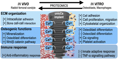 Graphical abstract: Enhancing the correlation between in vitro and in vivo experiments in dental implant osseointegration: investigating the role of Ca ions