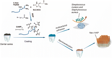 Graphical abstract: Self-assembled branched polypeptides as amelogenin mimics for enamel repair