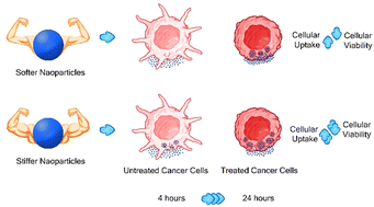 Graphical abstract: Quantification and biological evaluation of ZnxFe3−xO4 nanoparticle stiffness in a drug delivery system of MCF-7 cancer cells