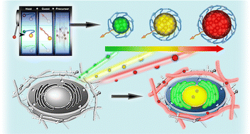 Graphical abstract: A robust and versatile host–guest peptide toolbox for developing highly stable and specific quantum dot-based peptide probes for imaging extracellular matrices and cells