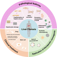 Graphical abstract: Liver fibrosis: pathological features, clinical treatment and application of therapeutic nanoagents
