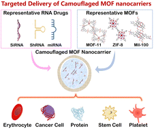 Graphical abstract: A biomimetic camouflaged metal organic framework for enhanced siRNA delivery in the tumor environment