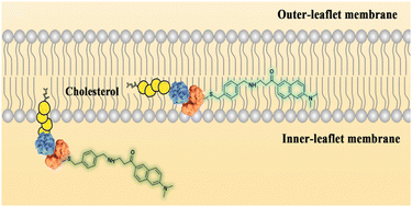 Graphical abstract: Dual-monomer solvatochromic probe system (DSPS) for effectively differentiating lipid raft cholesterol and active membrane cholesterol in the inner-leaflet plasma membrane