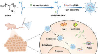 Graphical abstract: Novel aromatic moieties-modified poly(glycidyl amine)s with potent siRNA delivery and cancer treatment effect