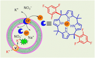 Graphical abstract: Probing and evaluating transmembrane chloride ion transport in double walled trifluorophenyl/phthalimide extended calix[4]pyrrole-based supramolecular receptors