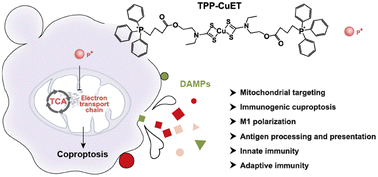 Graphical abstract: A mitochondria-targeted anticancer copper dithiocarbamate amplifies immunogenic cuproptosis and macrophage polarization