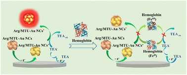 Graphical abstract: Supramolecular assembly-induced electrochemiluminescence enhancement of gold nanoclusters for hemoglobin detection