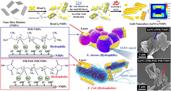 Graphical abstract: Flexible nanohybrid substrates utilizing gold nanocubes/nano mica platelets with 3D lightning-rod effect for highly efficient bacterial biosensors based on surface-enhanced Raman scattering
