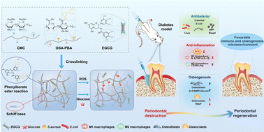 Graphical abstract: A whole-course-repair system based on ROS/glucose stimuli-responsive EGCG release and tunable mechanical property for efficient treatment of chronic periodontitis in diabetic rats