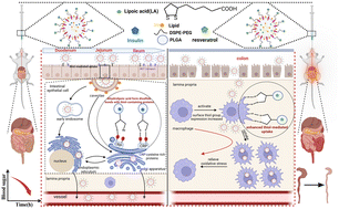 Graphical abstract: Lipoic acid-mediated oral drug delivery system utilizing changes on cell surface thiol expression for the treatment of diabetes and inflammatory diseases
