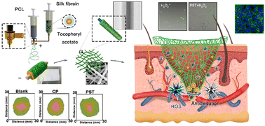 Graphical abstract: Fabrication of a core–shell nanofibrous wound dressing with an antioxidant effect on skin injury