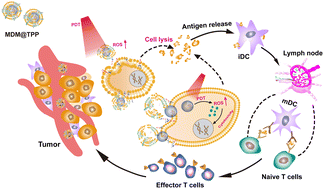 Graphical abstract: Homologous-targeting biomimetic nanoparticles co-loaded with melittin and a photosensitizer for the combination therapy of triple negative breast cancer