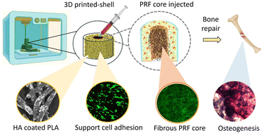 Graphical abstract: Development of bioactive short fiber-reinforced printable hydrogels with tunable mechanical and osteogenic properties for bone repair