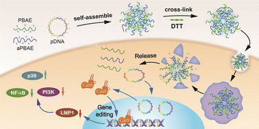 Graphical abstract: Post cross-linked ROS-responsive poly(β-amino ester)-plasmid polyplex NPs for gene therapy of EBV-associated nasopharyngeal carcinoma