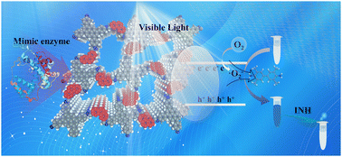 Graphical abstract: Phenanthroline-functionalized donor–acceptor covalent organic frameworks as photo-responsive nanozymes for visual colorimetric detection of isoniazid