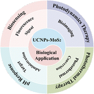 Graphical abstract: Recent progress of UCNPs–MoS2 nanocomposites as a platform for biological applications