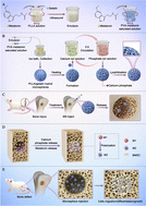 Graphical abstract: Melatonin and calcium phosphate crystal-loaded poly(l-lactic acid) porous microspheres reprogram macrophages to improve bone repair