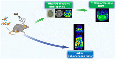 Graphical abstract: Ultrasmall iron oxide nanoparticles with MRgFUS for enhanced magnetic resonance imaging of orthotopic glioblastoma