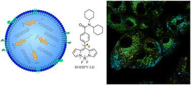 Graphical abstract: Bimodal effects on lipid droplets induced in cancer and non-cancer cells by chemotherapy drugs as revealed with a green-emitting BODIPY fluorescent probe