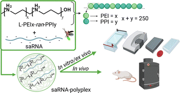 Graphical abstract: Efficient in vitro and in vivo transfection of self-amplifying mRNA with linear poly(propylenimine) and poly(ethylenimine-propylenimine) random copolymers as non-viral carriers