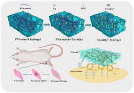 Graphical abstract: Development of a tannic acid- and silicate ion-functionalized PVA–starch composite hydrogel for in situ skeletal muscle repairing