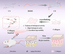 Graphical abstract: A highly biocompatible CE-crosslinked collagen implant with exceptional anti-calcification and collagen regeneration capabilities for aging skin rejuvenation