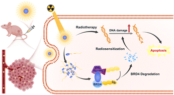 Graphical abstract: Radiation responsive PROTAC nanoparticles for tumor-specific proteolysis enhanced radiotherapy