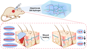 Graphical abstract: Dual network composite hydrogels with robust antibacterial and antifouling capabilities for efficient wound healing