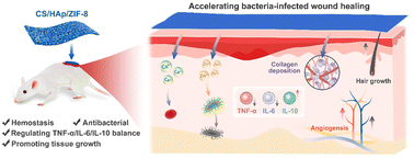 Graphical abstract: A multifunctional chitosan based porous membrane for pH-responsive antibacterial activity and promotion of infected wound healing