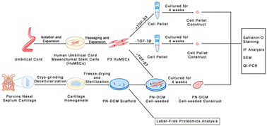 Graphical abstract: Porcine nasal septum cartilage-derived decellularized matrix promotes chondrogenic differentiation of human umbilical mesenchymal stem cells without exogenous growth factors