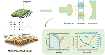 Graphical abstract: Bio-inspired surface modification of MoS2 nanosheets with gallium phthalocyanine for brain-like synaptic memristors