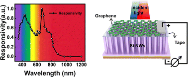 Graphical abstract: A dual-band graphene/silicon nanowire array heterojunction photodetector induced by leaky mode resonances