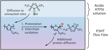 Graphical abstract: Diffusion of Brønsted acidic dopants in conjugated polymers