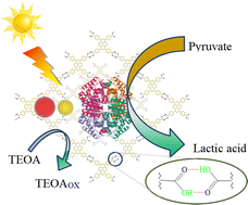 Graphical abstract: Enhancing the catalytic efficiency and stability of photoenzymes using hydrogen-bonded organic framework material HOF-101