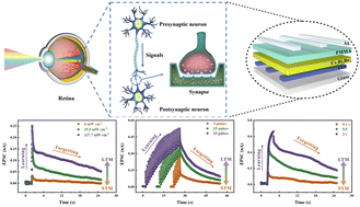 Graphical abstract: Self-powered optoelectronic artificial synapses based on a lead-free perovskite film for artificial visual perception systems