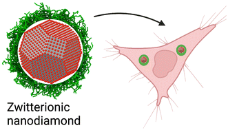 Graphical abstract: Intracellular behavior of nanodiamonds functionalized with a zwitterionic shielding moiety