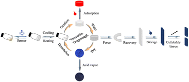 Graphical abstract: Versatile robust organogels based on a low molecular weight gelator of phenylquinolinylacrylonitrile