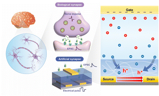 Graphical abstract: Neural-inspired artificial synapses based on low-voltage operated organic electrochemical transistors