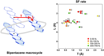 Graphical abstract: Optimizing through-space interaction for singlet fission by using macrocyclic structures