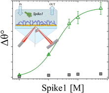 Graphical abstract: A stable physisorbed layer of packed capture antibodies for high-performance sensing applications