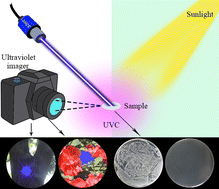 Graphical abstract: Multi-response upconverted ultraviolet-C photons for tagging and sterilization