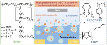 Graphical abstract: Proton-penetrable Nafion-induced phase separation in organic semiconductors for high-performance organic electrochemical transistors