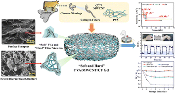 Graphical abstract: A “soft and hard” bioinspired hydrogel for enhanced pressure sensing