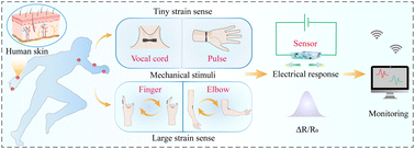 Graphical abstract: Composite biomaterial for mimetic electric skin generated by conductive polymer/anion synergistic effect