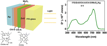 Graphical abstract: Bilayer chlorophyll-based bio-photodetector based on Z-type charge transfer process