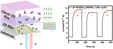 Graphical abstract: Construction of chiral-2D/3D perovskite heterojunction films for efficient circularly polarized light detection